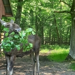 Wycieczka do Białowieży 05.jpg