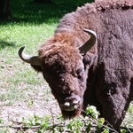 Wycieczka do Białowieży 15.jpg