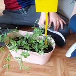 Projekt edukacyjny w klasie IIIc_ Nasz ogródek 07.jpg