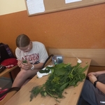Chemia w praktyce – kiszenie ogórków 08.jpg
