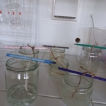 Zimowa magia krystalizacji na kółku chemicznym - 02.jpg